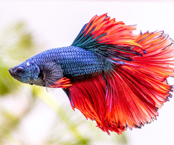 A Complete Guide – Uni Hill Aquarium