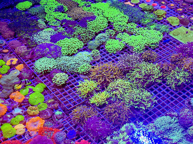 Frag Tank Setup Tips For Beginners Grow Healthy Coral Frags Uni Hill Frag Tank Setup Tips For Beginners Grow Healthy Coral Frags Uni Hill