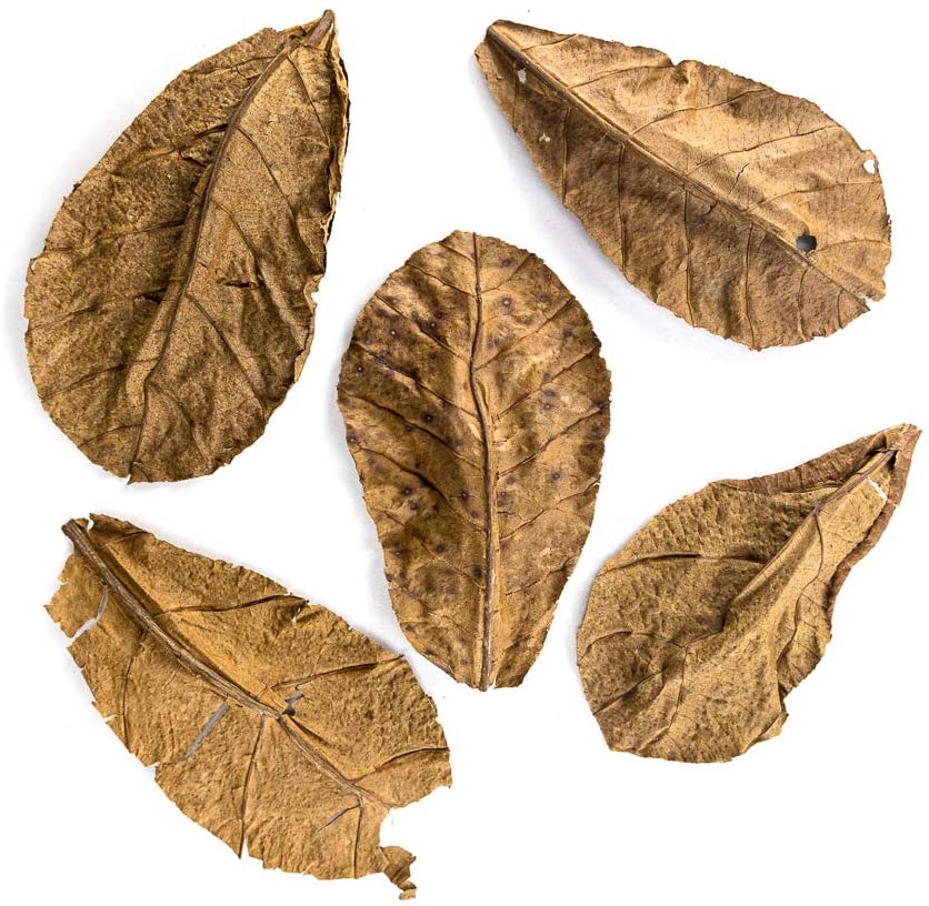 Indian Almond Leaves 5 Pack