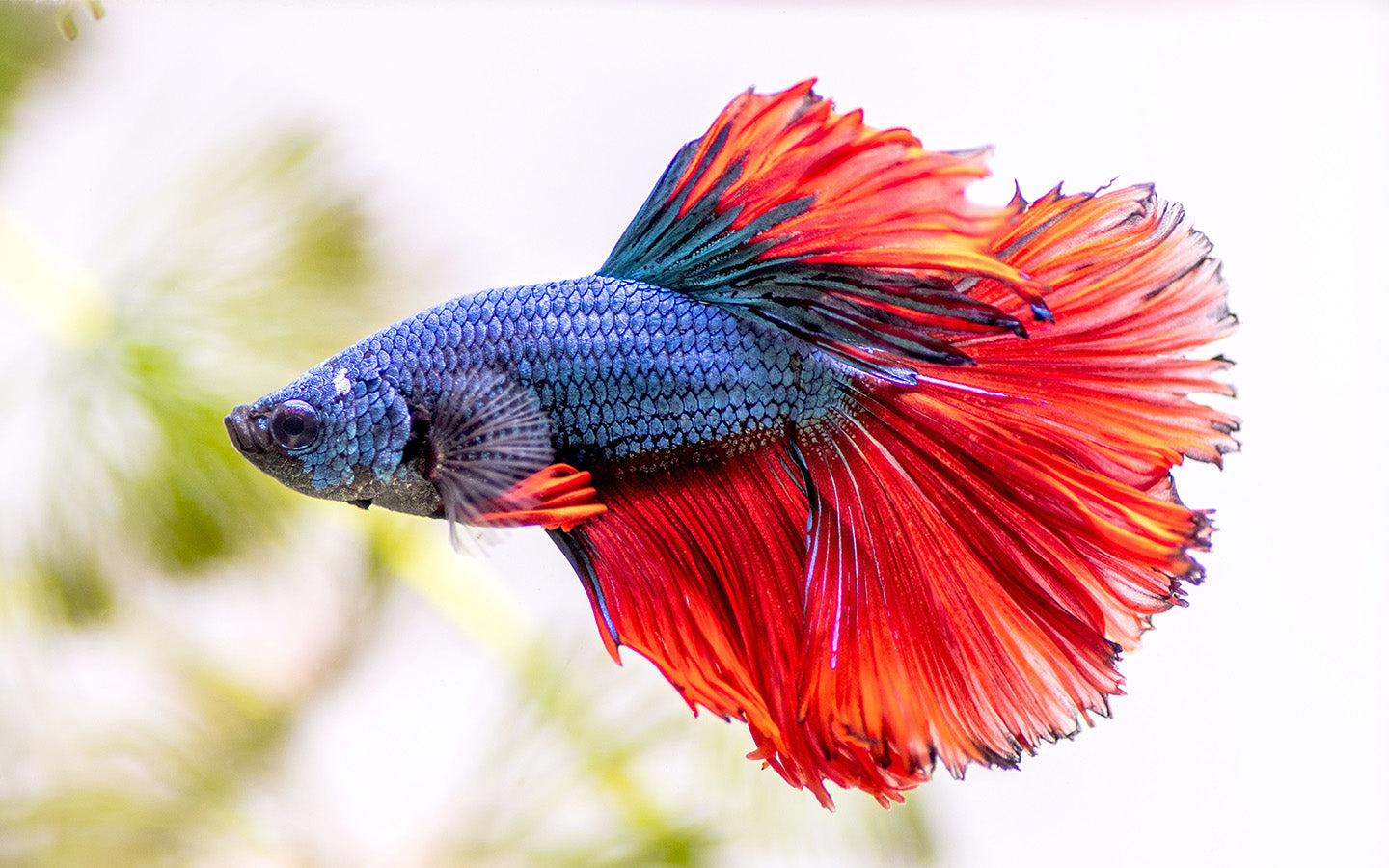 Betta fish eating high-quality pellets in freshwater tank