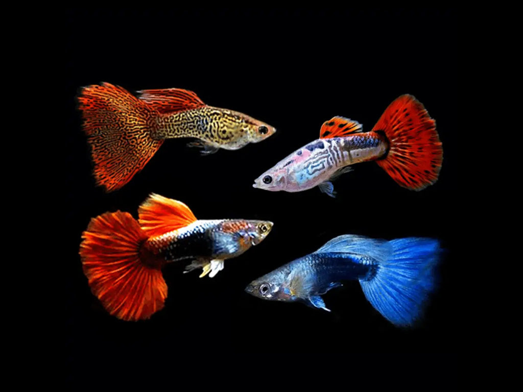 School of tropical fish swimming in planted freshwater aquarium