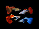 School of tropical fish swimming in planted freshwater aquarium
