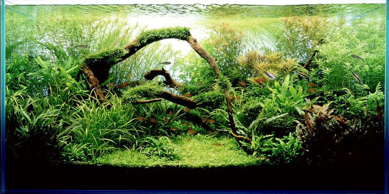 Aquascape layout planning with rocks and driftwood in planted aquarium