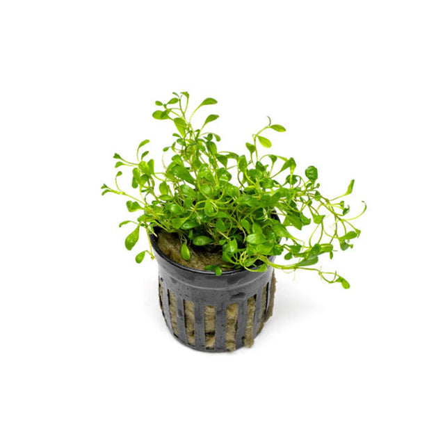 Freshwater Plants
