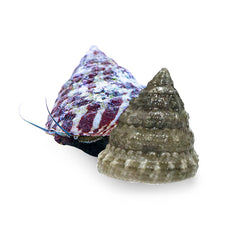 Collection image for: Invertebrates