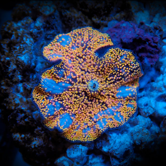 Soft Corals