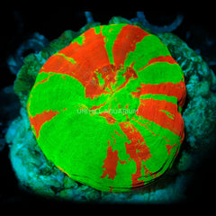 Collection image for: Coral