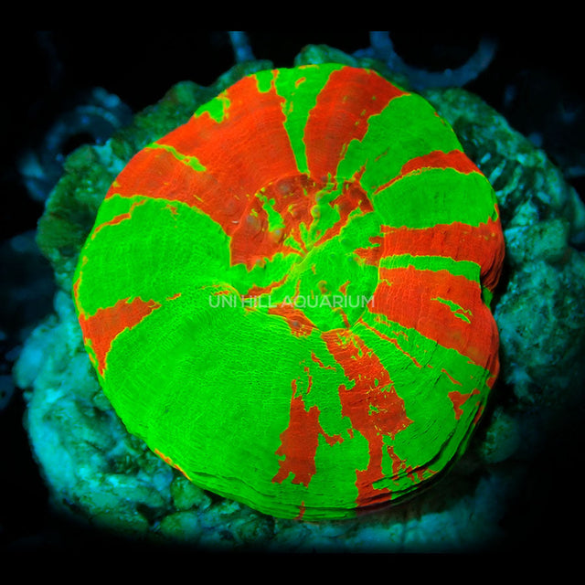 Coral
