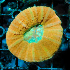 Collection image for: LPS