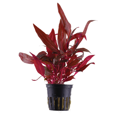 Alternanthera Reineckii Mini