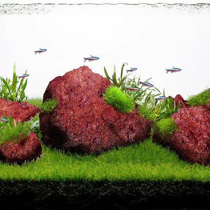 Black Lava/ Red Lava Rock