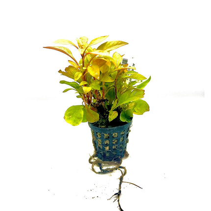 Alternanthera Bettzickiana Yellow