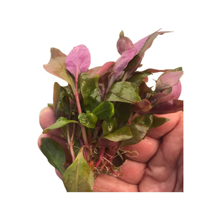 Alternanthera Reineckii Medium