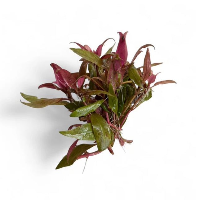 aquatic plants, live plant