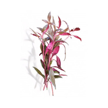 Alternanthera Rosaefolia