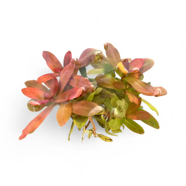 Ammania Gracilis 'Rose Leaf'