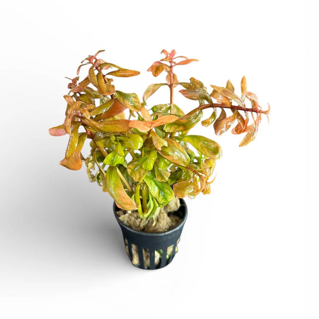 Ammania Senegalensis Copper Leaf