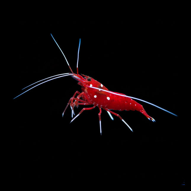 Blood Red Fire Shrimp