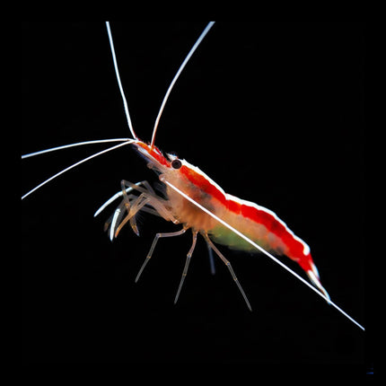 Red Cleaner Shrimp