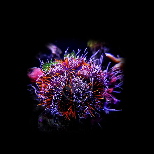 Collector Urchin