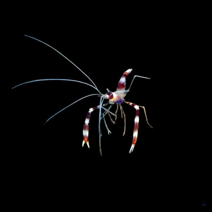 Coral Banded Shrimp