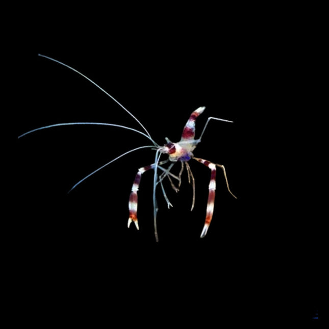 Coral Banded Shrimp