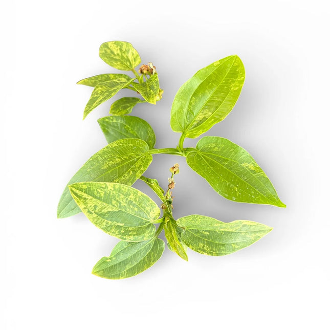 Echinodorus 'Marble Queen' bare root