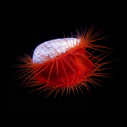 Flame Scallop