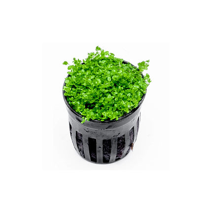 Hemianthus Callitrichoides 'Cuba' (Dwarf Baby Tears)