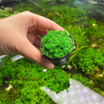 Hemianthus Callitrichoides 'Cuba' (Dwarf Baby Tears)