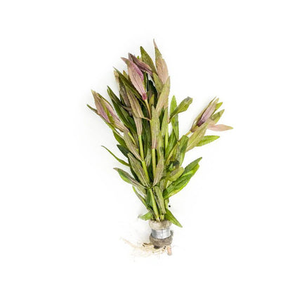 Limnophila Aromatica