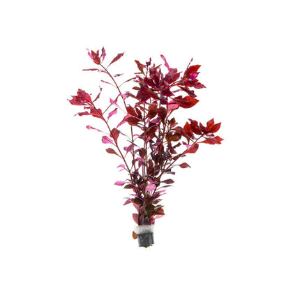 Ludwigia Natans Super Red
