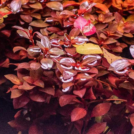 Ludwigia Natans Super Red
