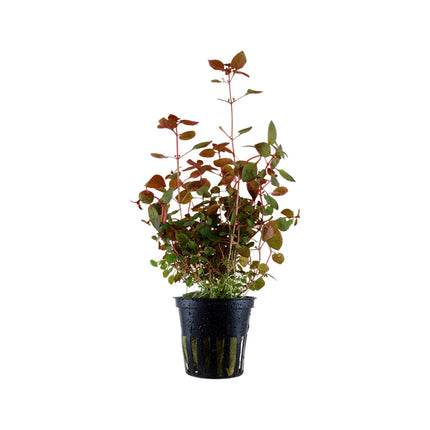 Ludwigia Super Mini Red