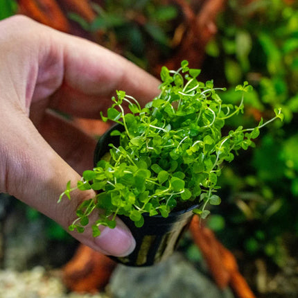 Micranthemum 'Monte Carlo'