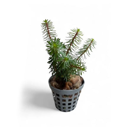 Myriophyllum 'Guyana'