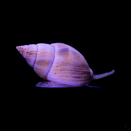 Nassarius Snail