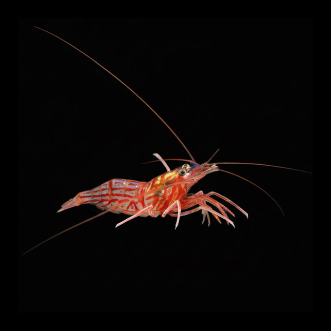 Peppermint Shrimp