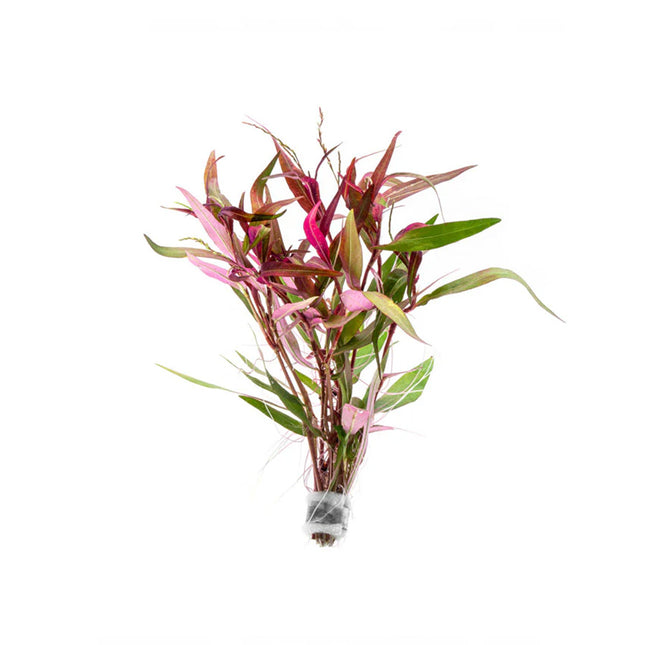 Hygrophila Rosanervig Pink Poly