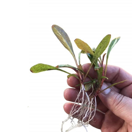 Samolus parviflorus red Lysimachia parvifolia