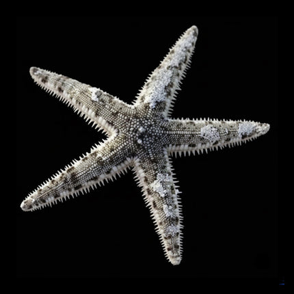 Sand Sifting Starfish