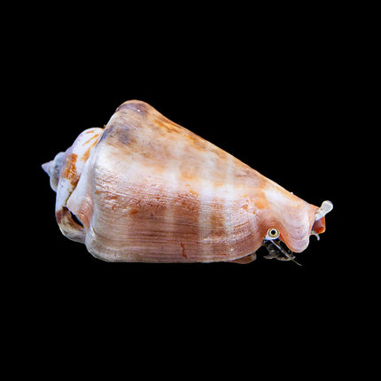 Strombus Snail