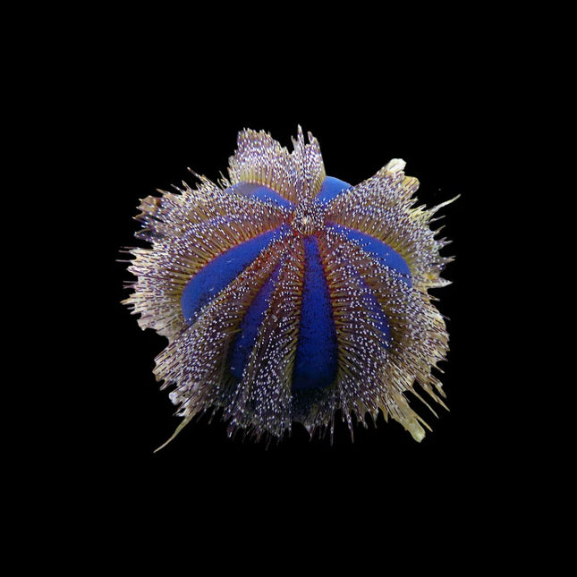 Tuxedo Urchin