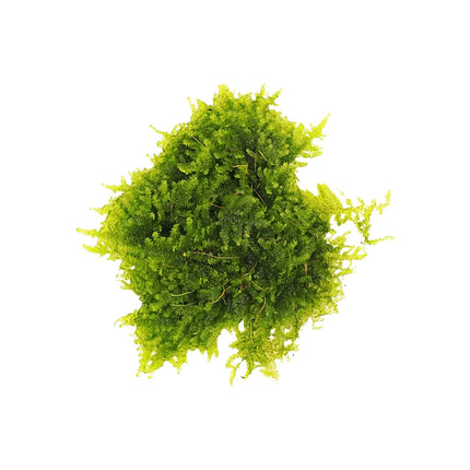 Christmas Moss