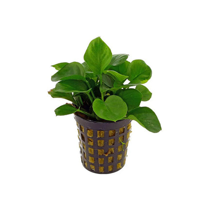 Anubias Nana