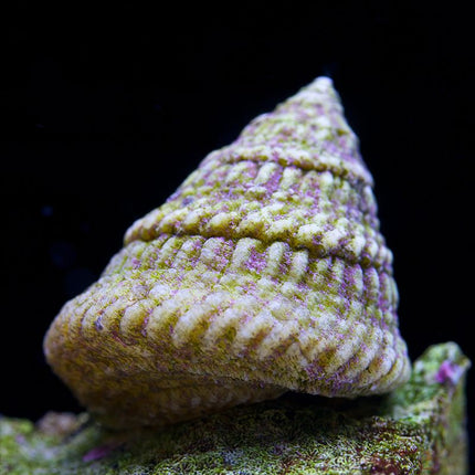 Trochus Snail
