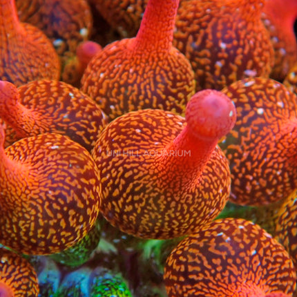 Forrest Fire Anemone