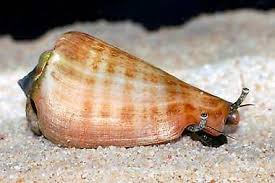 Strombus Snail