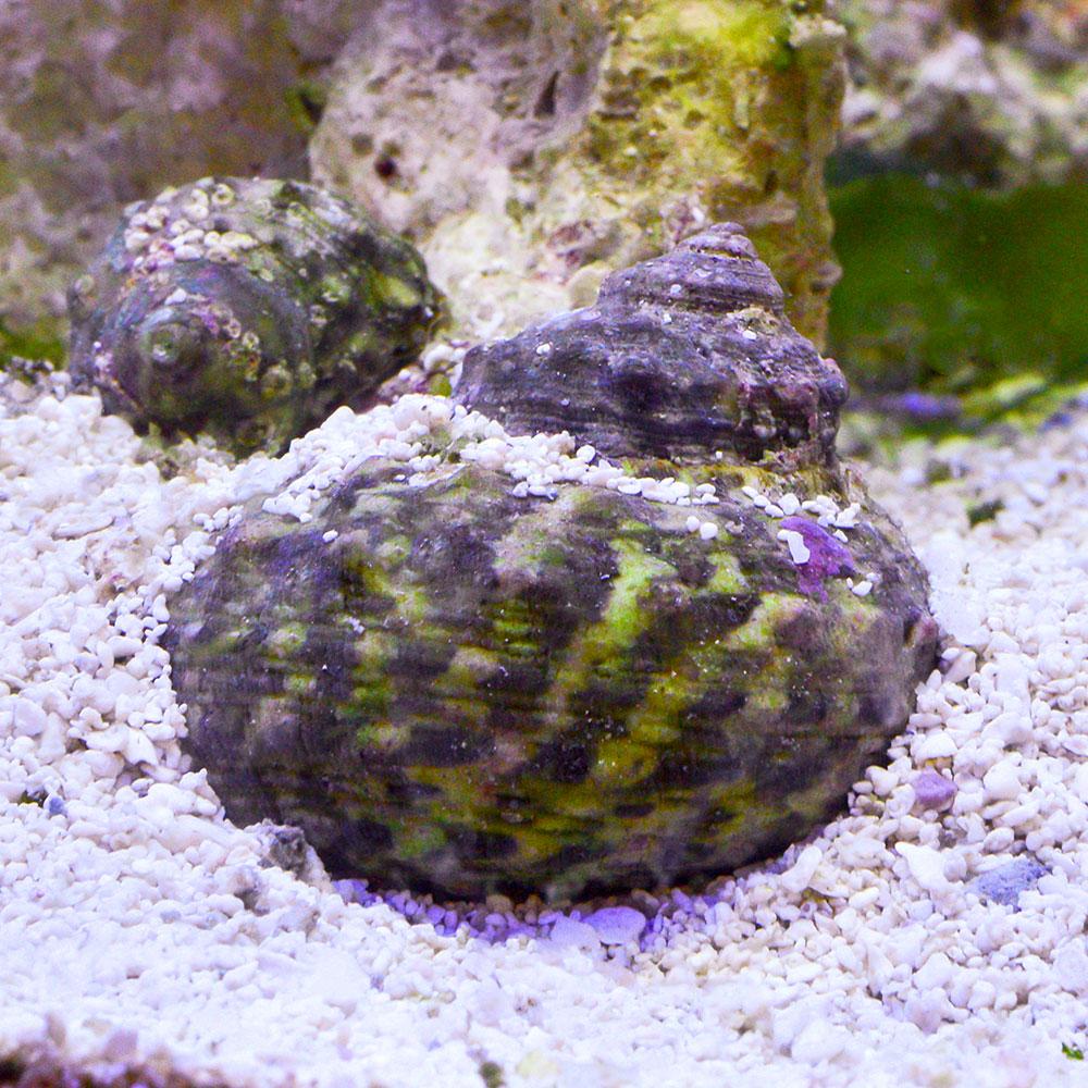 Turbo Snail