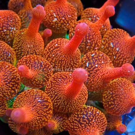 Forrest Fire Anemone